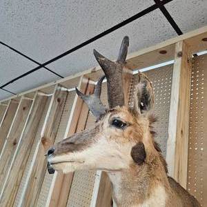 lot 9 image: Pronghorn Antelope Mount