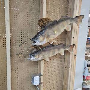 Very Nice Walleye Mount with a Pair Over 8lbs