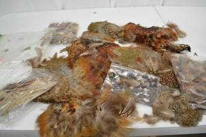 lot 131 image: Assorted Pheasant Feathers and Skins Lot for Fly Tying or Crafts