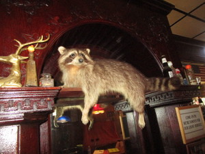 lot 6 image: Taxidermy Raccoon Mount