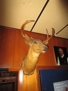 lot 12 image: Taxidermy Deer Head Mount