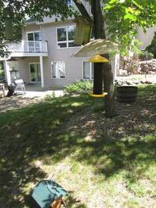 lot 241 image: Small collection of outdoor bird fe...