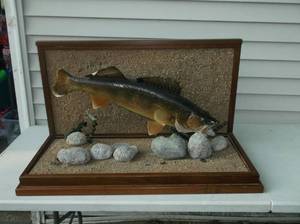 lot 1 image: Walleye mount