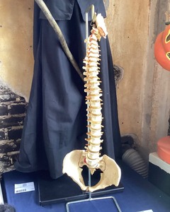 lot 195 image: Vintage Doctors Office Spine Model
