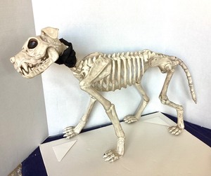lot 271 image: Larger Halloween Dog Skeleton