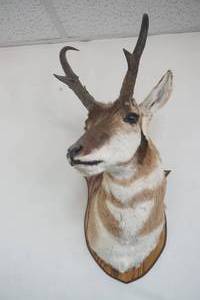 lot 45 image: Antelope Mount