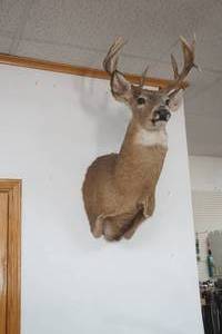 lot 171 image: Buck Mount