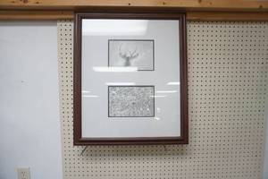 lot 182 image: Whitetail Framed Print 23x 27