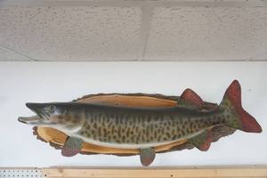 lot 215 image: Muskie Mount 47 long