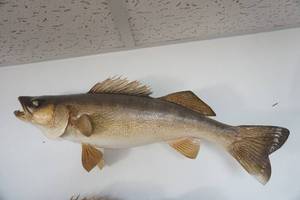 lot 217 image: Walleye Mount 23 long
