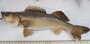 lot 218 image: Walleye Mount 26 long