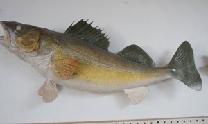 lot 219 image: Walleye Mount 26 long