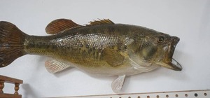 lot 237 image: Largemouth Bass Mount 18 long