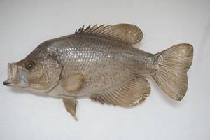 Crappie Mount 12"
