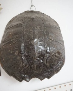 lot 244 image: Snapping Turtle Shell 14 across