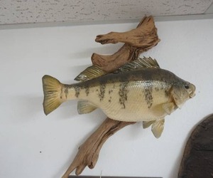 lot 245 image: Perch Mount 12
