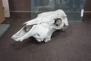 lot 301 image: Bison Skull