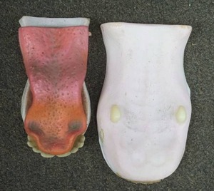 lot 302 image: Taxidermy Tongues 2ct