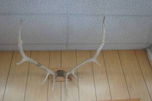 lot 308 image: Elk Antlers Mount