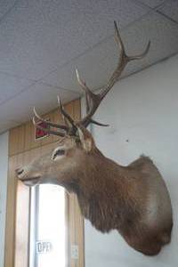 Elk Mount