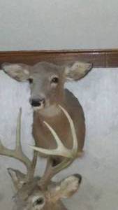 lot 230 image: Doe Head Taxidermy Mount