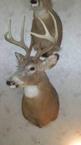 lot 231 image: Buck Head Taxidermy Mount