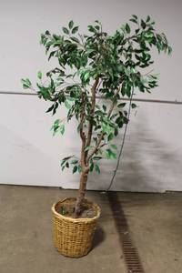 lot 54 image: Artificial Ficus Tree with Wicker Basket