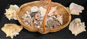 lot 91 image: Basket of Sea Shells