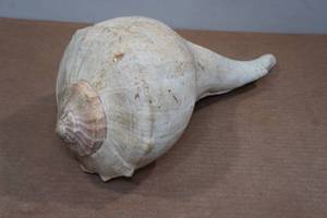 lot 166 image: Large Conch Shell