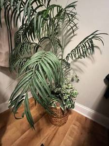 lot 24 image: Artificial Palm Tree in Woven Basket, 56 in Tall