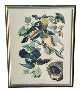 lot 31 image: Framed Summer or Wood Duck Audubon Print