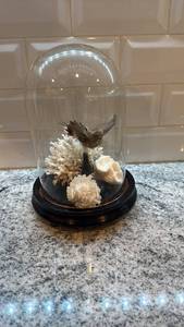 lot 71 image: Taxidermy Hummingbird in Glass Dome with Coral Display 8.5 x 6 in