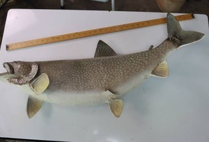 lot 15 image: Taxidermy Fish Mount - 36