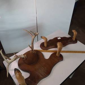 lot 32 image: Taxidermy Lot of 2 Racks