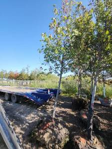 lot 1 image: Red Maple 2.5 Caliper Trunk