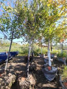 lot 2 image: Red Maple Tree 2.5 Caliper