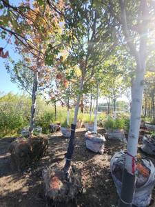 lot 3 image: Red Maple Tree 2.5 Caliper