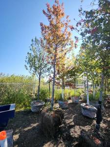 lot 4 image: Red Maple Tree 2.5 Caliper