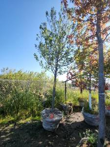lot 5 image: Red Maple Tree 2.5 Caliper