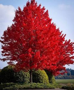 Red Maple Tree 2.5" Caliper
