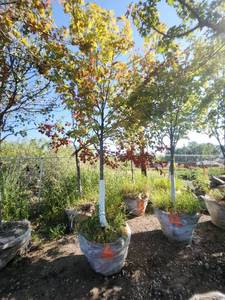 lot 6 image: Red Maple Tree 2.5 Caliper
