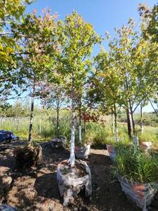 lot 7 image: Red Maple Tree 2.5 Caliper