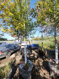 lot 8 image: Red Maple Tree 2.5 Caliper
