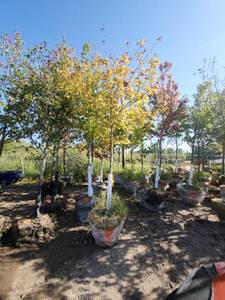 lot 9 image: Red Maple Tree 2.5 Caliper