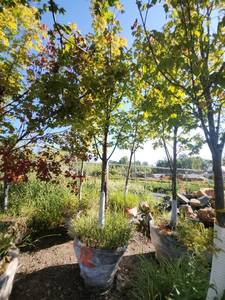 lot 12 image: Red Maple Tree 2.5 Caliper