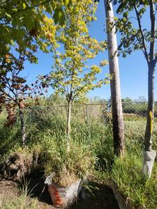 lot 13 image: Red Maple Tree 2.5 Caliper