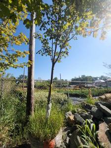 lot 14 image: Red Maple Tree 2.5 Caliper