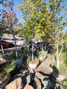 lot 15 image: Red Maple Tree 2.5 Caliper