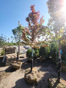 lot 16 image: Red Maple Tree 2.5 Caliper