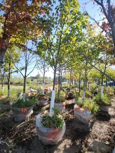 lot 17 image: Red Maple Tree 2.5 Caliper